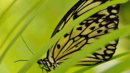 Image de présentation de l'établissement TROPIQUE DU PAPILLON — 2017-01251 Tropique du Papillon ELNE 1.JPG