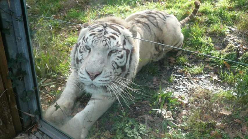 __Image de présentation de l'établissement Zoo d'Asson — Zoo d'Asson tigre blanc