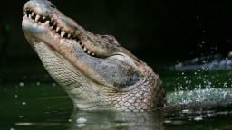 Image de présentation de l'établissement Alligator Bay — 113003_2021-08-03-16-47-09.jpg