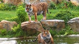 Image de présentation de l'établissement Zoo de Champrépus — 76282_2021-06-25-14-27-05.jpg